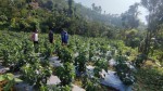 अकबरे खुर्सानीमार्फत बाँझो जमिनलाई आम्दानीसँग जोड्दै भीरकोट