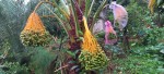 साउदीमा फल्ने खजुर स्याङ्जाको जिमुवामा लटरम्मै