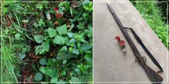 बिरुवामा बेवारिसे एकनाले भरुवा बन्दुक फेला