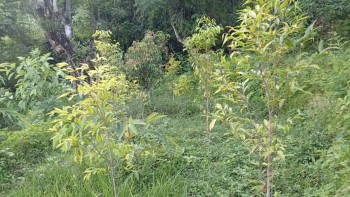 विदेशबाट फर्किएका युवाले स्याङ्जामा सुरु गरे बहुमूल्य अगरउड खेती