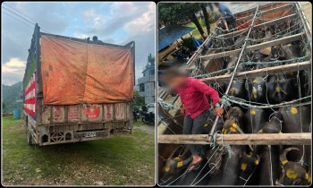 मापदण्डविपरीत निर्दयी ढंगले चौपाया ढुवानी गर्ने एक जना पक्राउ
