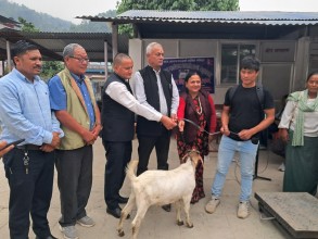 पुतलीबजारका किसानलाई बोयर जातका बोका वितरण
