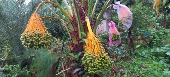 साउदीमा फल्ने खजुर स्याङ्जाको जिमुवामा लटरम्मै