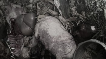 बाघको आक्रमणमा दुई बाख्रा मरे