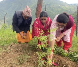 सत्ताइस नक्षत्रका बिरुवा रोपण