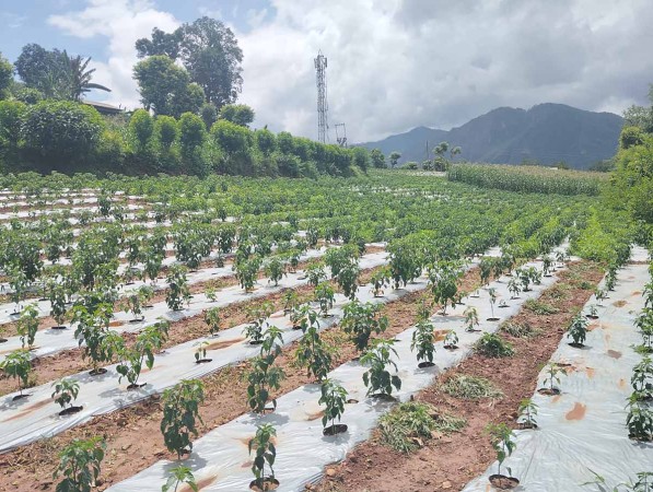 कालीगण्डकीमा व्यावसायिक अकबरे खुर्सानी खेती