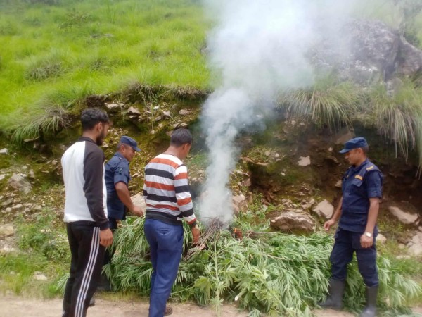 स्याङ्जामा ११ हजारभन्दा बढी गाँजाका बोट फडानी