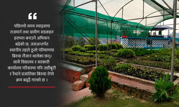 स्याङ्जामा ३६ हजारभन्दा बढी बिरुवा उत्पादन