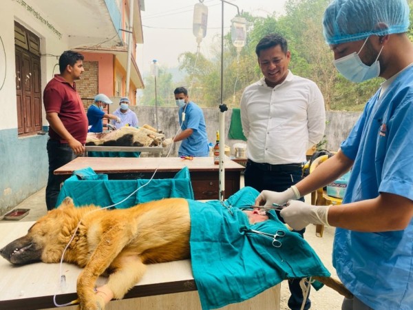 सामुदायिक कुकुरलाई नि: शुल्क बन्ध्याकरण र रेविज विरुद्धको खोप