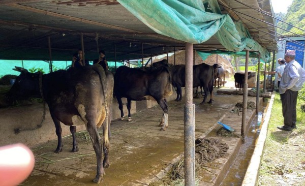 दूधमा प्रतिलिटर पाँच रुपैयाँ अनुदान: स्याङ्जाका किसानलाई करोडको राहत
