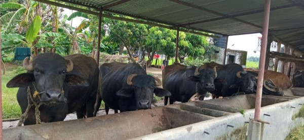 स्याङ्जामा उन्नत नश्लका पाडी–बाच्छी पालनमा प्रोत्साहन: कृषकलाई ५० हजारसम्म सहयोग