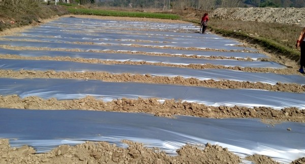 आँधीखोला किनारमा तर्बुजा खेतीको परीक्षण, भीरकोटको नयाँ कृषि प्रयोग