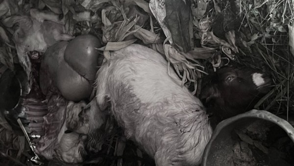 बाघको आक्रमणमा दुई बाख्रा मरे