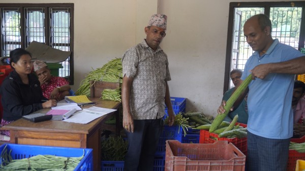 वालिङमा तरकारी किसानलाई प्रतिकिलो ५ रुपैयाँ प्रोत्साहन अनुदान