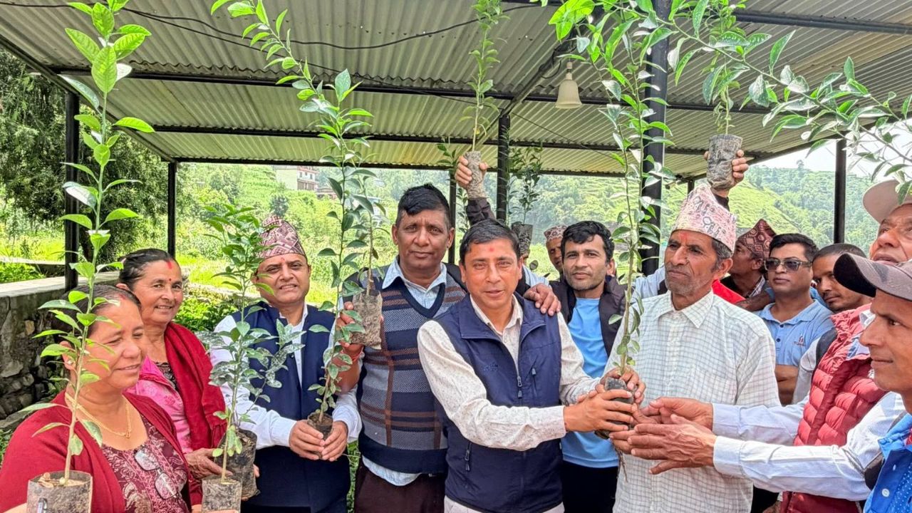 आँधीखोलामा सुन्तला–कागती खेती विस्तार, किसानलाई सहुलियतमा बिरुवा