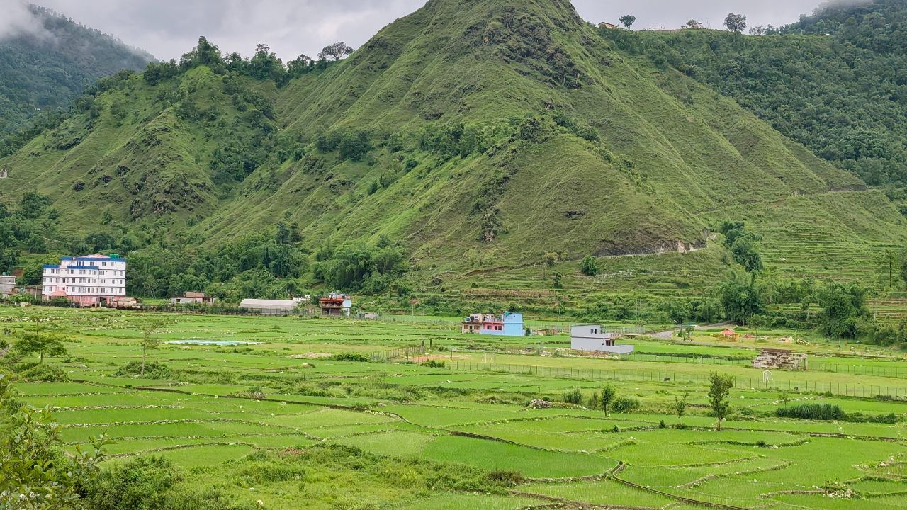 स्याङ्जामा ८२ प्रतिशतभन्दा बढी धान रोपाइँ सकियो