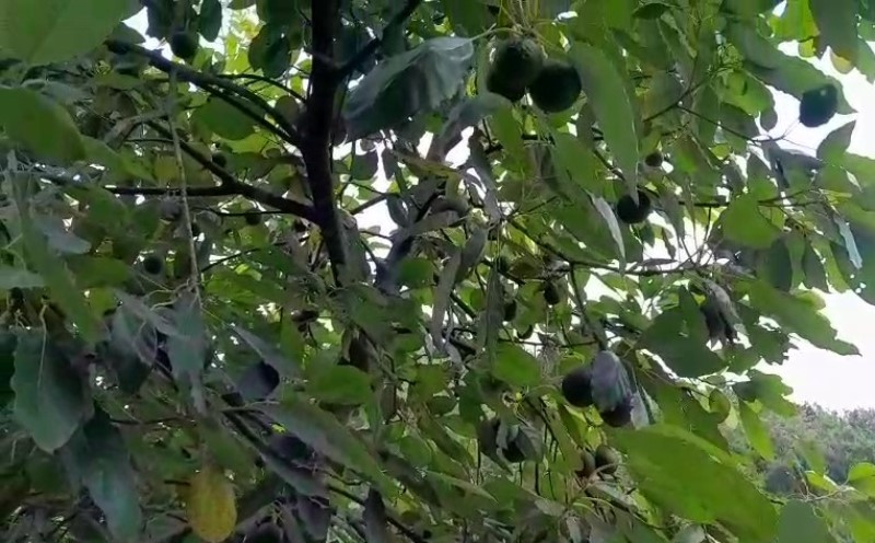 avogado-fal-damachaur-1758339108.jpg