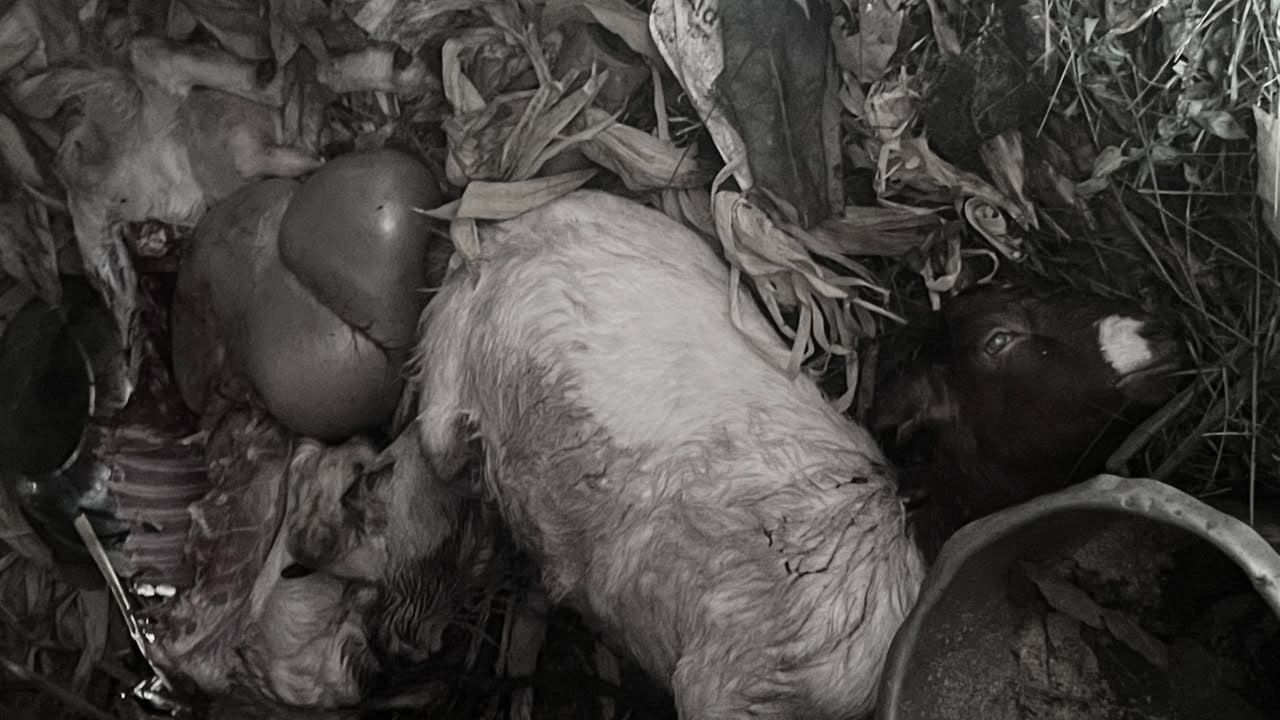 बाघको आक्रमणमा दुई बाख्रा मरे